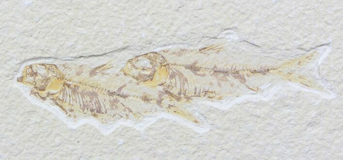 Bargain Knightia Fossil Fish - Wyoming #39414